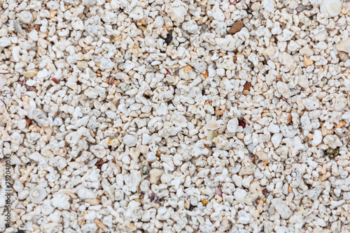 Red Algal Nodules Beach in Udo Island. Red algae nodules are one of the calcareous algae that photosynthesize and deposit calcium carbonate on the walls between cells or cells. 