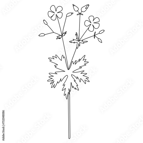 Vector hand-drawn line illustration with wildflower. Collection of black minimalist flowers  herbs  and medicinal plants. SVG cut file for Cricut