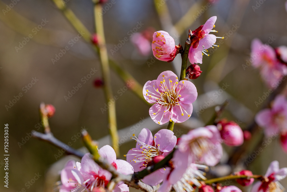 Beautiful Japanese apricot blossoms that bloom in early spring ‘Rekkoubai’. Beautiful Japanese apricot blossoms that bloom in early spring ‘Rekkoubai’.