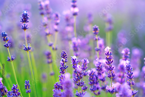 Breathtaking photography of vibrant lavender field in full bloom, creating colorful nature background on sunny morning, with the purple flowers stretching as far as the eye can see. Selective focus..