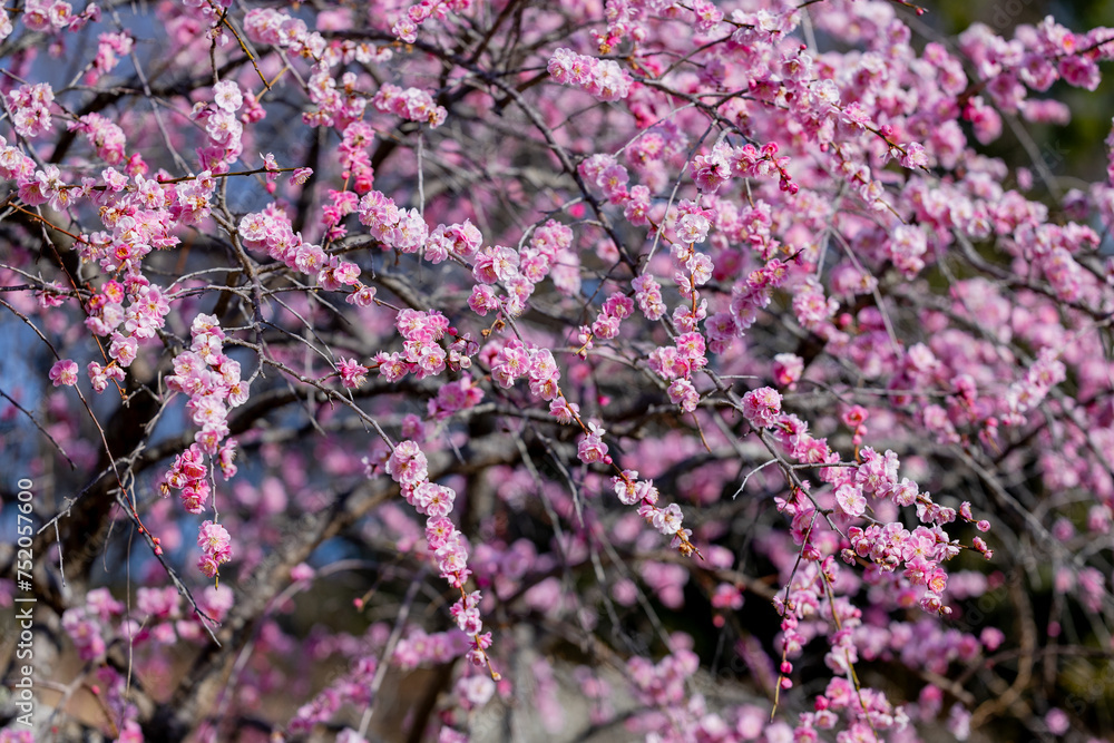 Beautiful Japanese apricot blossoms that bloom in early spring ‘Yaetoubai’. Beautiful Japanese apricot blossoms that bloom in early spring ‘Yaetoubai’.
