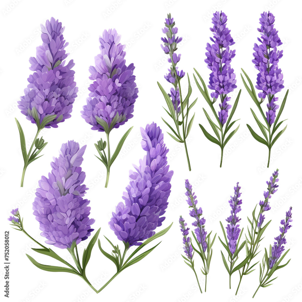 Naklejka premium lavender flowers isolated on white