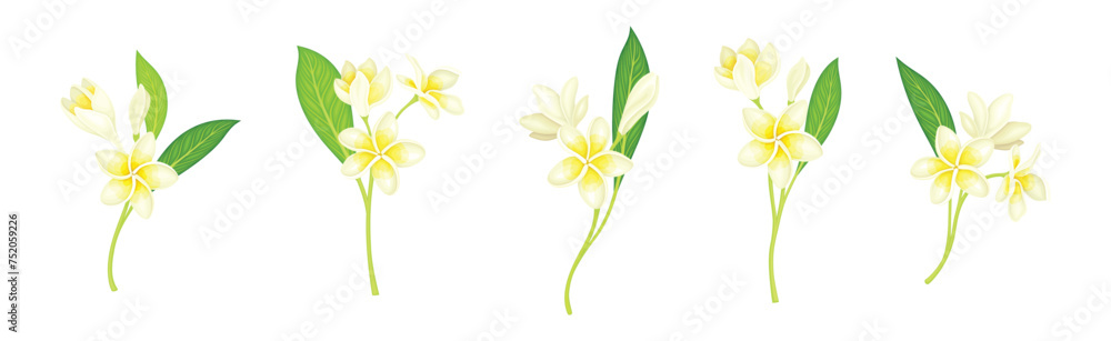 Plumeria Flower with Stem as Exotic Tropical Flora Vector Set