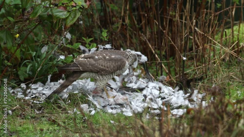 A Sparrowhawk, Accipiter nisus, plucking and eating a Feral pigeon it has just caught. A Sparrowhawk, Accipiter nisus, plucking and eating a Feral pigeon it has just caught.