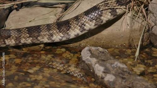 false water cobra slithering with reflection in creek photo