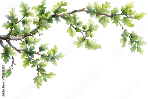 Watercolor Cutout Tropical Oak Branch with Green Leaves, Foreground on Transparent Background