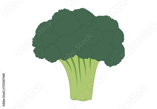 Brócoli verde y sano en fondo blanco.