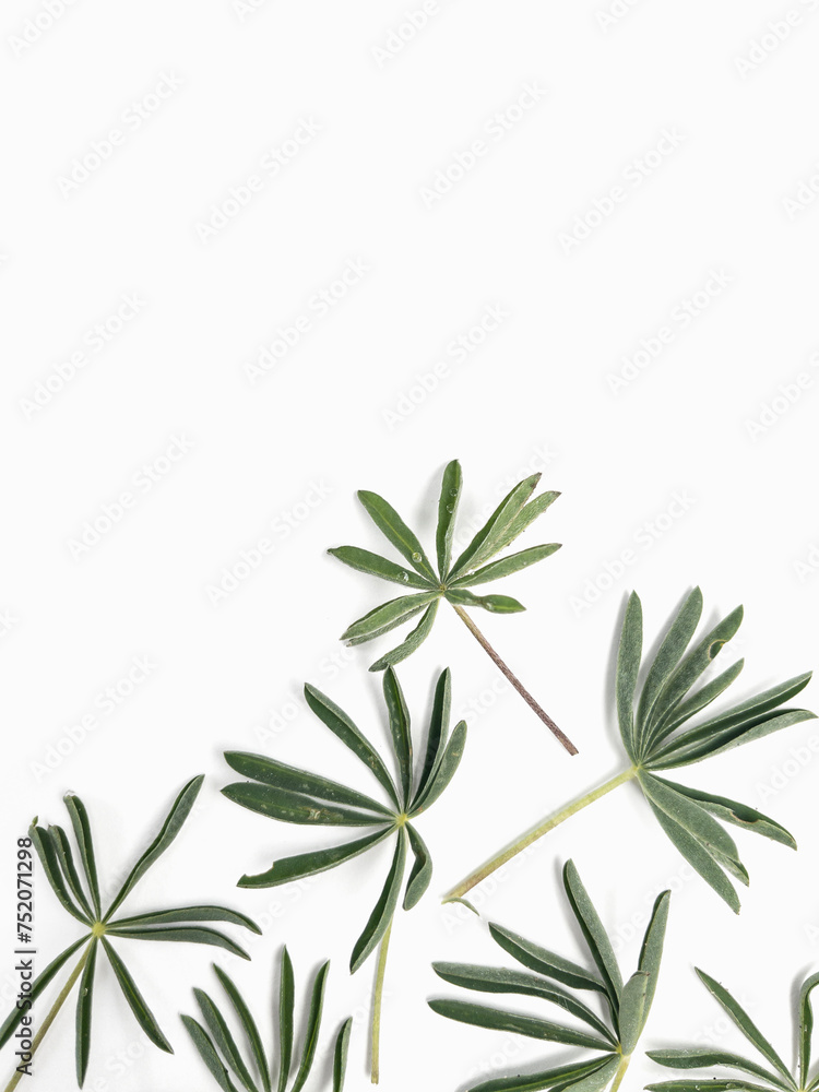 Green lupine leaves layout template on white background 