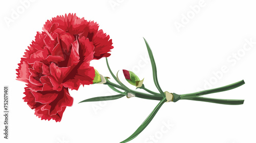 Red carnation flower illustration. photo