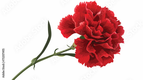 Red carnation flower illustration.
