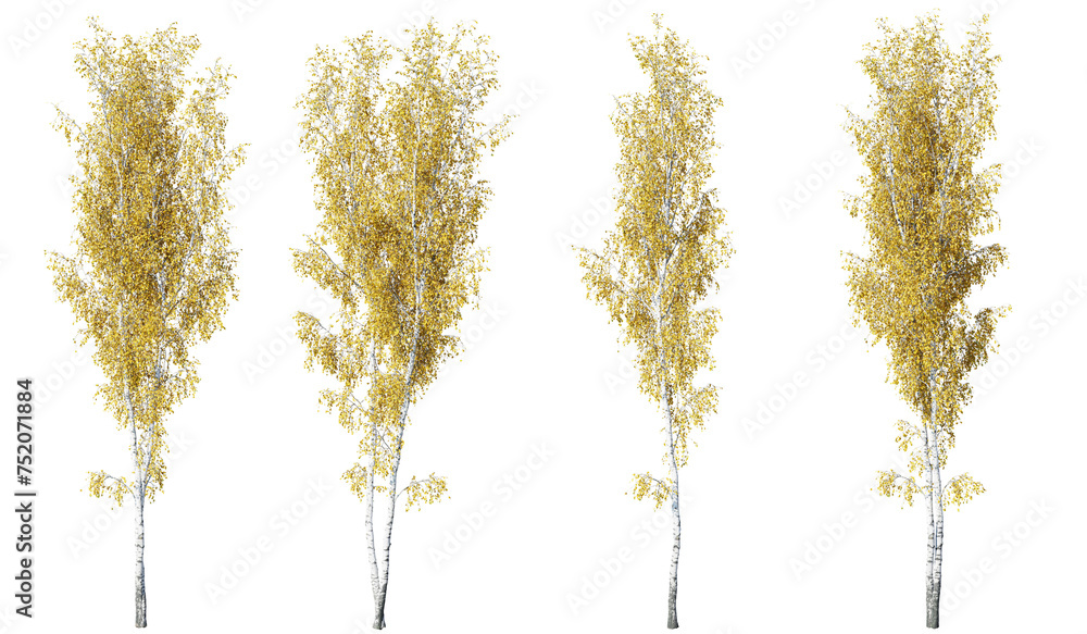 Obraz premium Birch tree on transparent background.3d rendering PNG