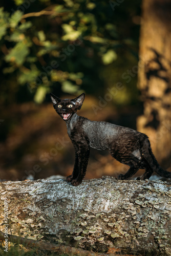 Cute Funny Curious Playful Gray Black Devon Rex Cat sitting on fallen tree trunk in forest, garden and meowing. Obedient Devon Rex Cat With Cream Fur Color. Cats Portrait. © Grigory Bruev