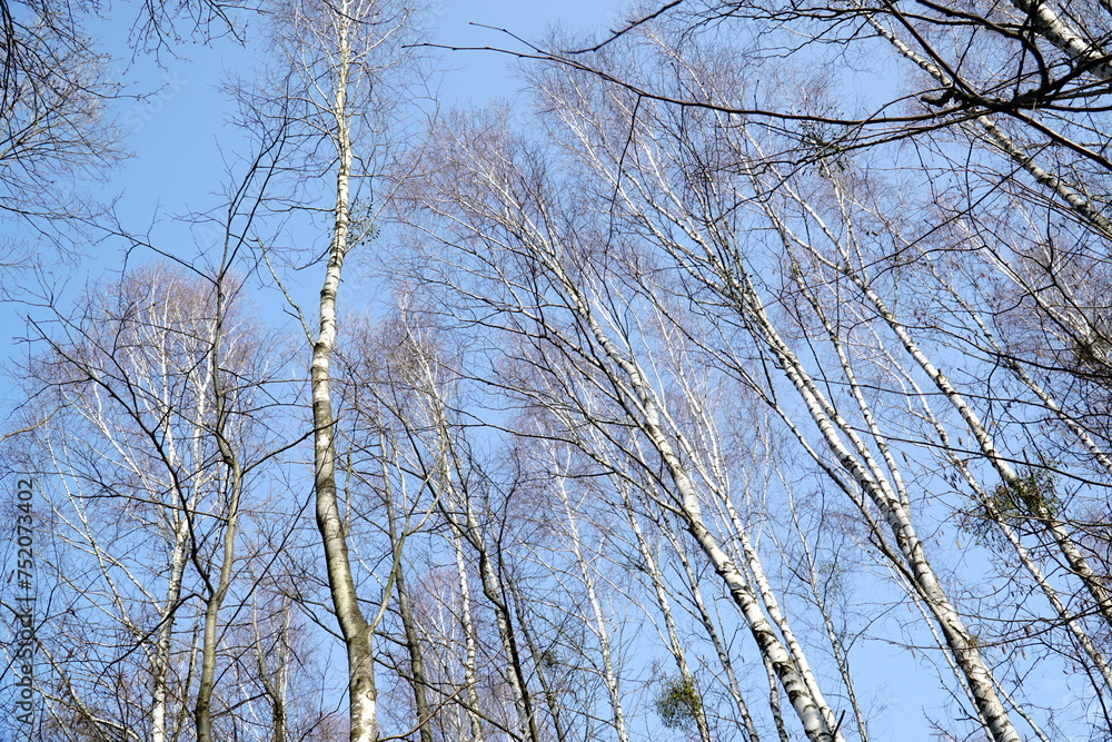 Birch trees in forest - view from below