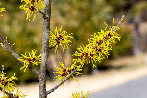 Hamamelis mellis ’Wisley Supreme’ with yellow flowers that bloom in early spring. photo