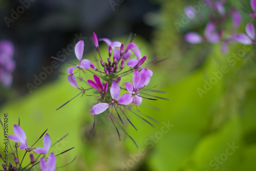 The most distinctive feature of Cleome houtteana is its striking flowers  which bloom in dense clusters atop the stems throughout the summer months. Each flower boasts four long  slender petals