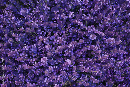 illustration of lavender texture. Created with Generative AI