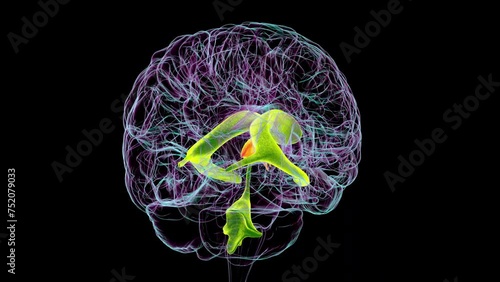 Third brain ventricle, animation photo