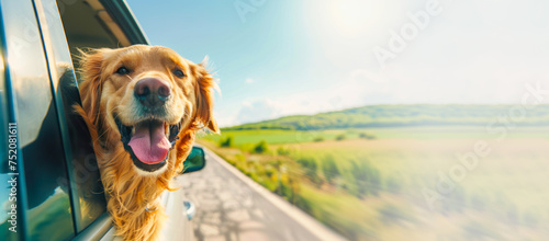 A dog looks out the car window on a sunny summer day banner. A golden retriever travels by car. Vacation. Copy space