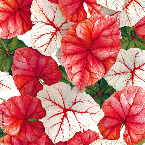 Red Caladium leaves pattern or elephant ear the tropical foliage plant bush with fancy variegated leaves white background