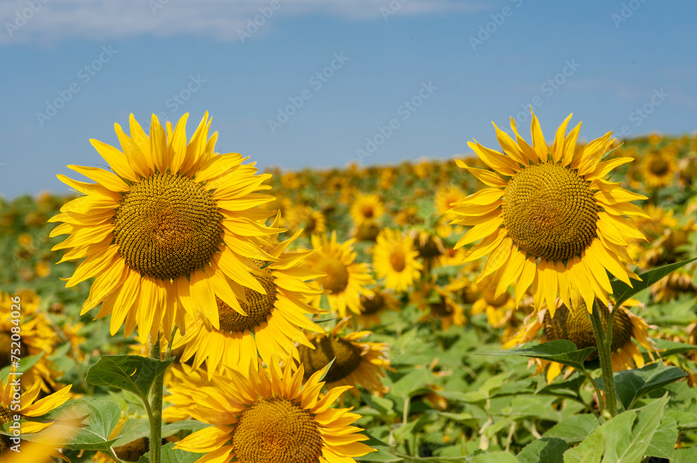 Fototapeta premium Monferrato, Piemonte, Italia - 19 Luglio 2021:.Girasole in campo di girasoli. La fioritura dei girasoli, fiori di un giallo brillante nella campagna del Piemonte in Italia..