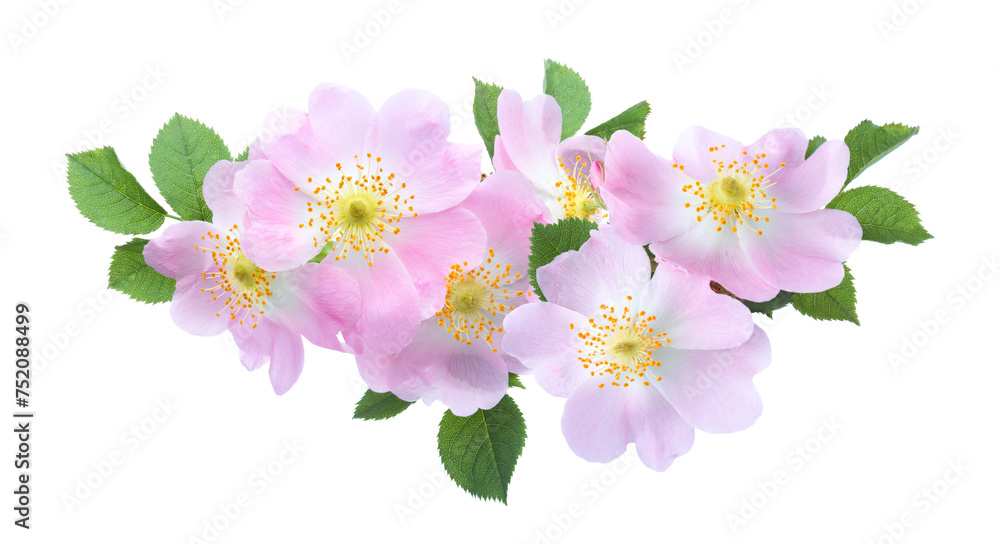 Light pink Roses with green leaves isolated on white background. Rosa Canina (Briar).