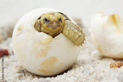 Africa spurred tortoise being born, Tortoise Hatching from Egg, Cute portrait of baby tortoise hatching, Birth of new life,Natural Habitat © Aekkaphum