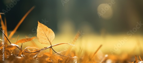 Golden Leaf Resting Peacefu...
