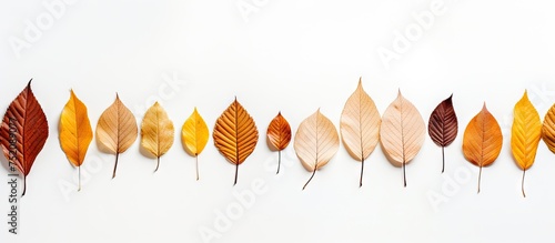 Vibrant Array of Colorful F...