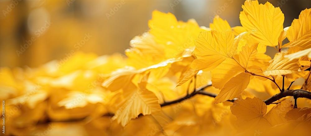 Vibrant Autumn Aesthetic: Stunning Close-Up of a Golden Yellow Leaf in Nature Vibrant Autumn Aesthetic: Stunning Close-Up of a Golden Yellow Leaf in Nature