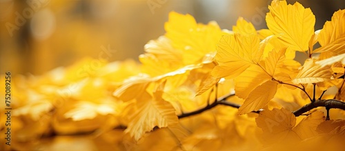 Vibrant Autumn Aesthetic: Stunning Close-Up of a Golden Yellow Leaf in Nature