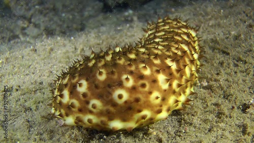 A spotted caterpillar-like Sea cucumber cotton-spinner (Holothuria sanctori) slowly turns its front end, medium shot. photo