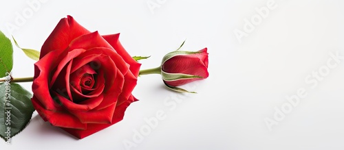 Elegant Red Rose Blossom Casting Vibrant Hue Against a Pure White Backdrop