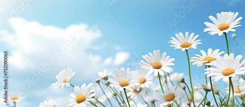 Tranquil White Daisies Agai...