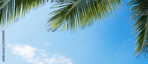 Tranquil Palm Tree Silhouette Amidst the Vibrant Blue Sky - Tropical Paradise Concept