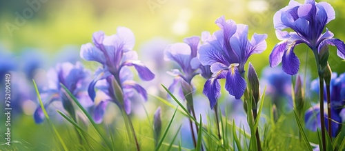 Vibrant Purple Iris Flowers...
