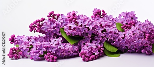 Elegant Lilac Flowers Arran...