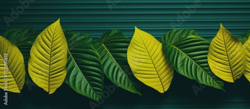 Vibrant Green Striped Yellow Leaves Arranged in a Beautiful Formation Against Dramatic Black Background