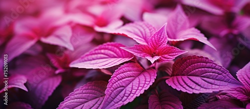 Vibrant Pink Miana Coleus P...