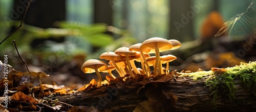 Diverse Wild Mushrooms Spro...