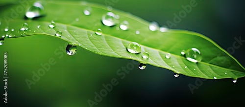 Soothing Green Leaf Encrust...
