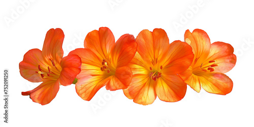 Oranges Flower on white Background, Rhododendron vireya Tropic Glow: Trusses of large orange flowers with a golden yellow throat © SnapSale Studio