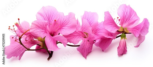 Vibrant Camel's Foot Flower...