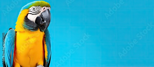 Vibrant Parrot Perched on a...