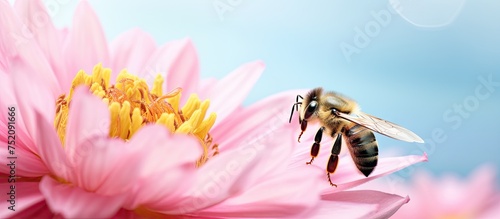 Vibrant Bee Pollinating a Beautiful Pink Blossom in a Summer Garden