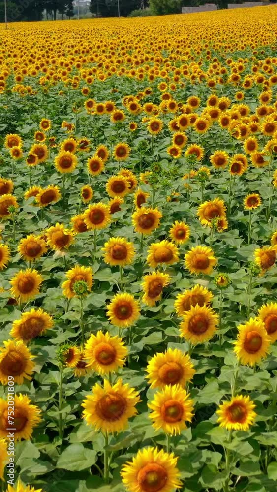 Summer landscape with big yellow farm field with sunflowers. Top view of blooming field on hot summer day. Greenery at the backdrop. Vertical video. Summer landscape with big yellow farm field with sunflowers. Top view of blooming field on hot summer day. Greenery at the backdrop. Vertical video.