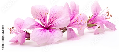Vibrant Pink Camel's Foot F...