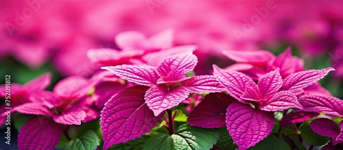 Vibrant Pink Miana Coleus P...
