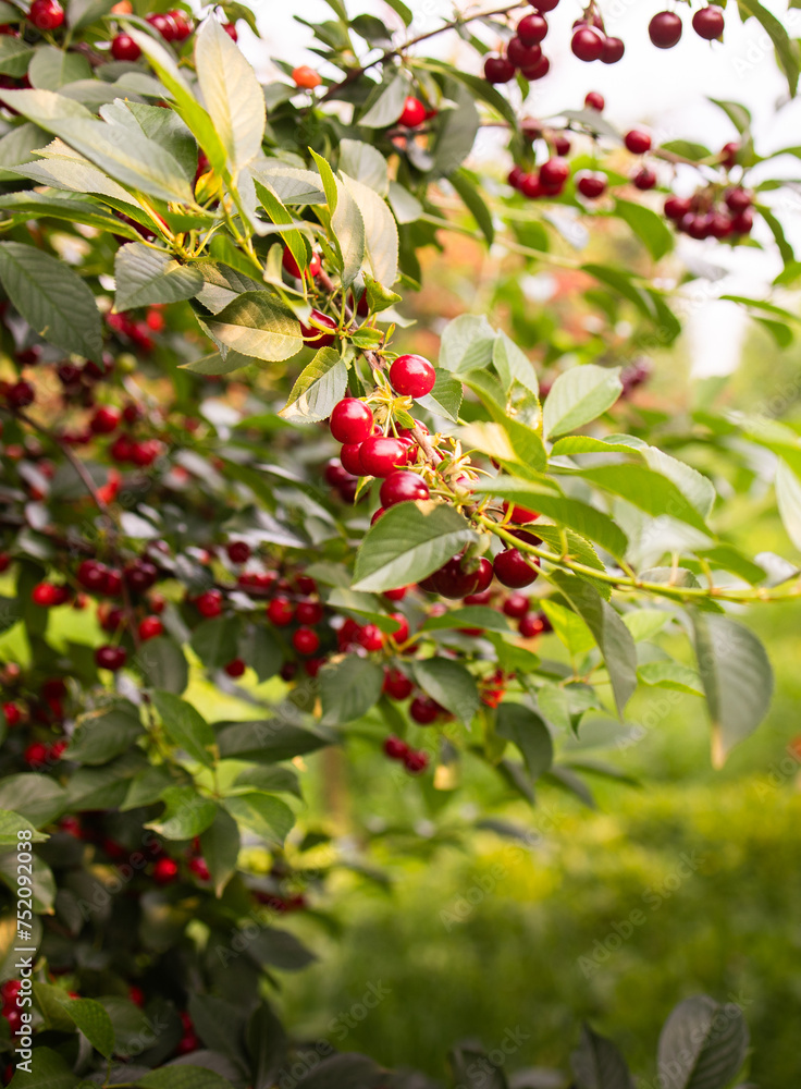 Fresh ripe sour cherry hanging on cherry tree Fresh ripe sour cherry hanging on cherry tree