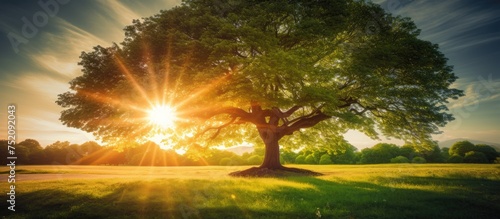Majestic Tree Bathed in Radiant Sunlight Stands Tall in Vast Field of Green