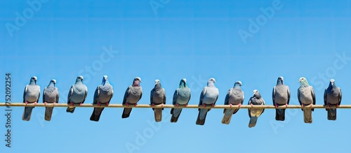 Diverse Flock of Pigeons Perched on Electrical Wires with Clear Blue Sky Background © vxnaghiyev
